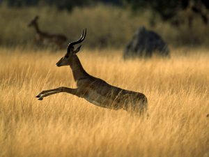 Impala Animal